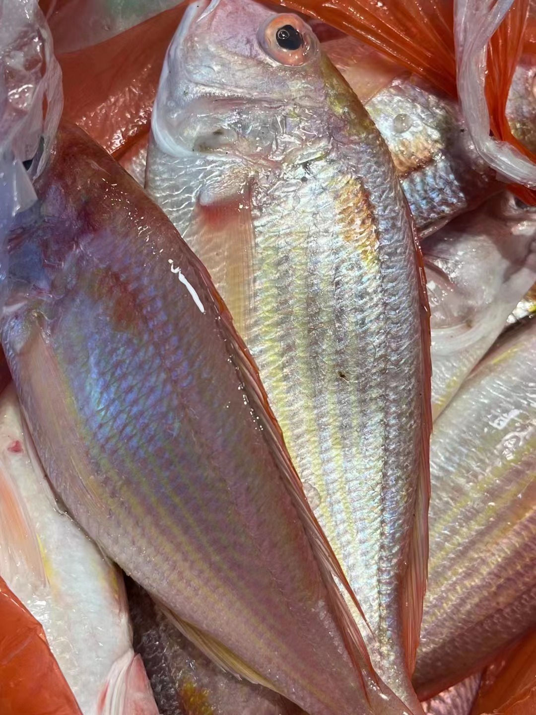 红鲷鱼多少钱一斤-图库-五毛网